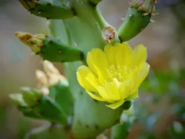 Por qué debería elegir la flor de sal del Mercadona en lugar de otras marcas