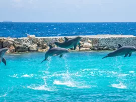 Cómo se llaman esas zapatillas elegantes de color azul marino que algunas personas llaman manoletinas