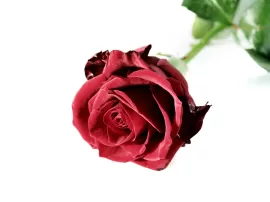 Por qué las merceditas de terciopelo son tan populares entre las mujeres