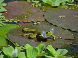 Por qué llevas unas merceditas verde agua si no combinan con tu vestido