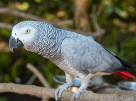 Por qué has elegido unas zapatillas New Balance en color gris y blanco