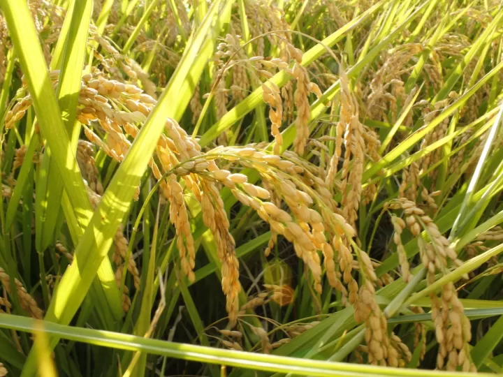 arroz arborio mercadona