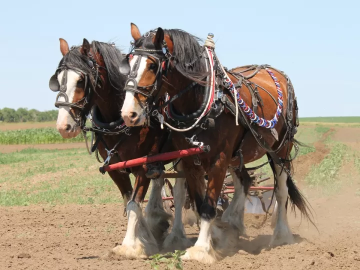 caballos de palos