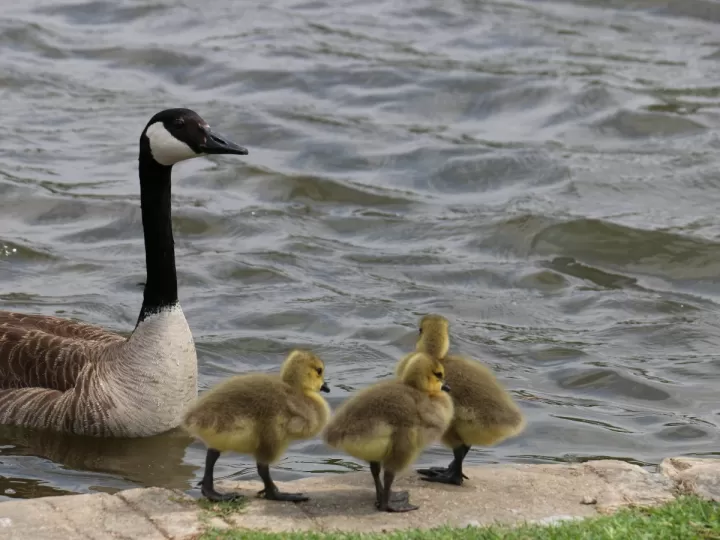 cangrejeras igor bebe