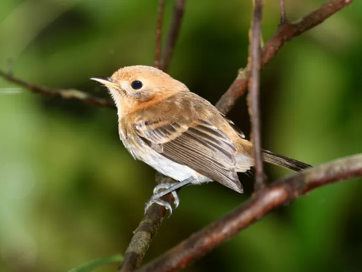 cazadora de polipiel