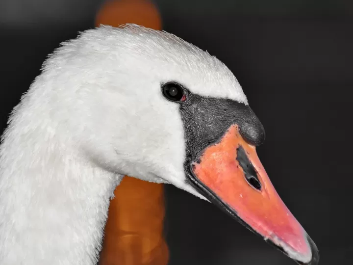 cuello cisne mujer