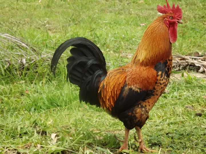 curtidos el gallo