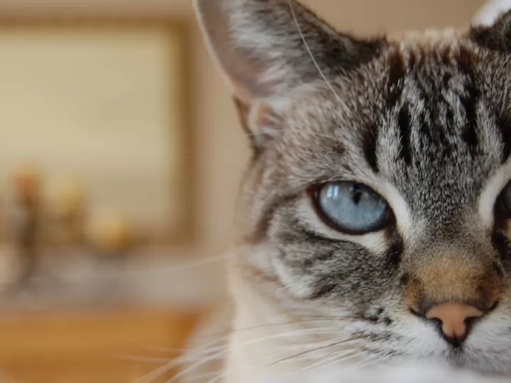 jordan 5 negras y azules