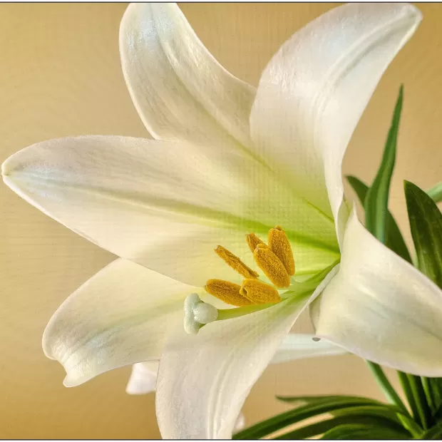 lily and white