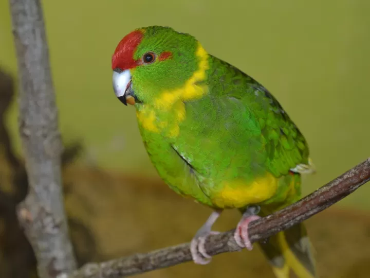 mantoncillo verde agua