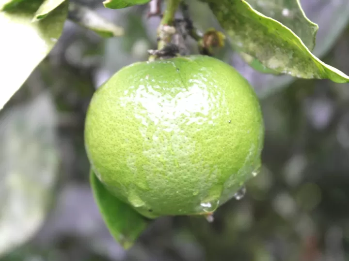 pendientes verde lima