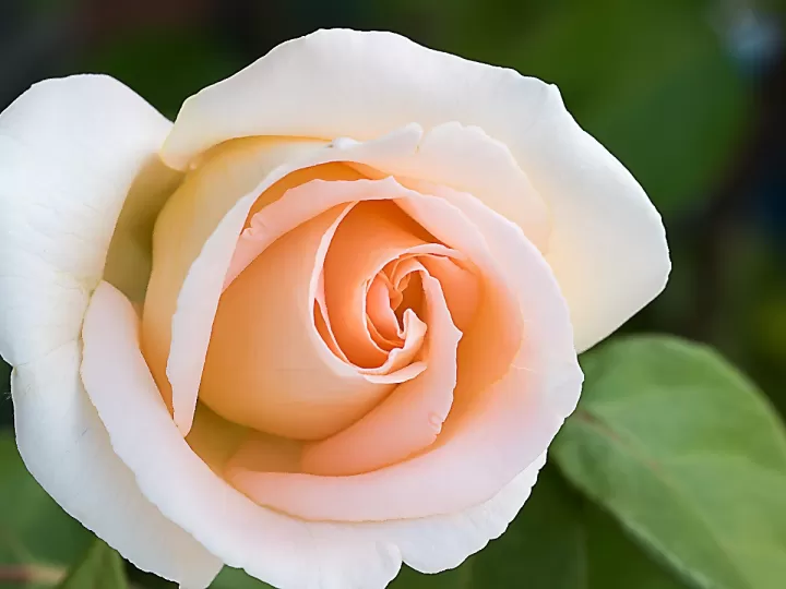 rosa empolvado color