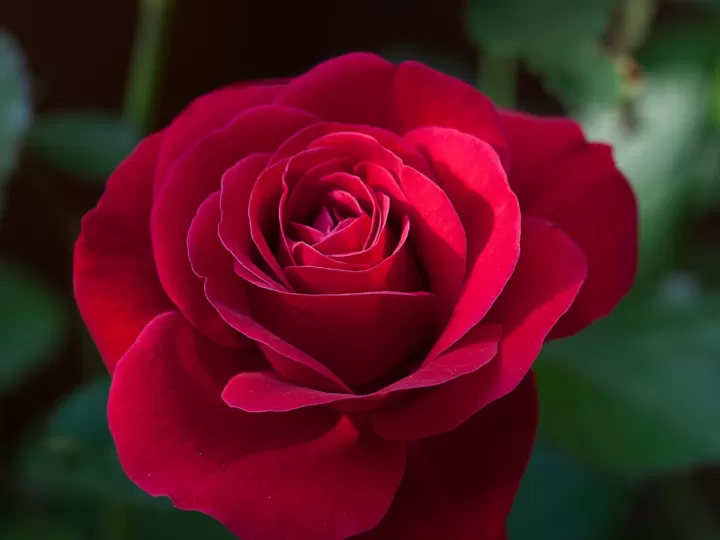 samba verdes y rosas