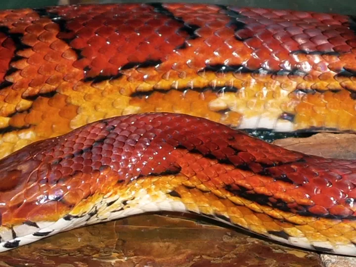 serpiente roja con rayas negras y blancas