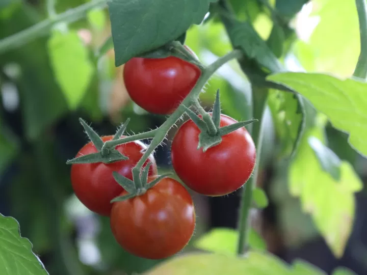 tomate seco mercadona precio