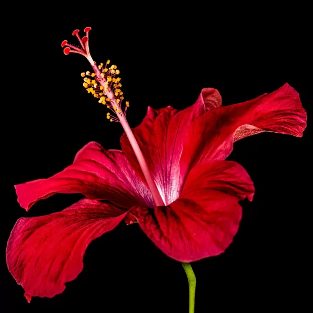 traje flamenca malva