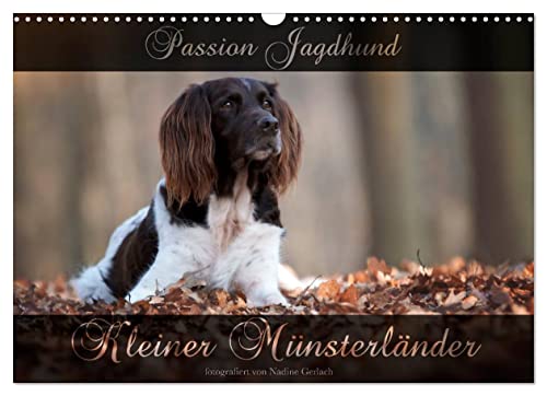 Passion Jagdhund - Kleiner Münsterländer (Wandkalender 2023 DIN A3 quer), Calvendo Monatskalender