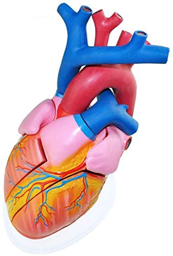 LBYLYH Modelo Anatómico De Un En Forma De Corazón, Aumentó 5 Veces, El Corazón del Modelo De La Imagen, Anatomía Ciencia Esqueleto, Escuela, Estudio, La Enseñanza, El Modelo De La Medicina