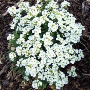 Kalash nuevas semillas de flores 100 unidades del berro de roca blanca para jardinería